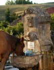 La vaca no sabe leer