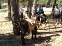 burro con arnes para leña