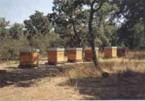 colmenas