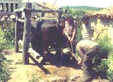 El potro antiguo (clic para ampliar)