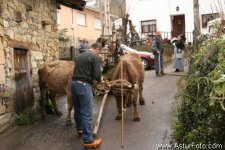 Hombre con almadreas y bueyes