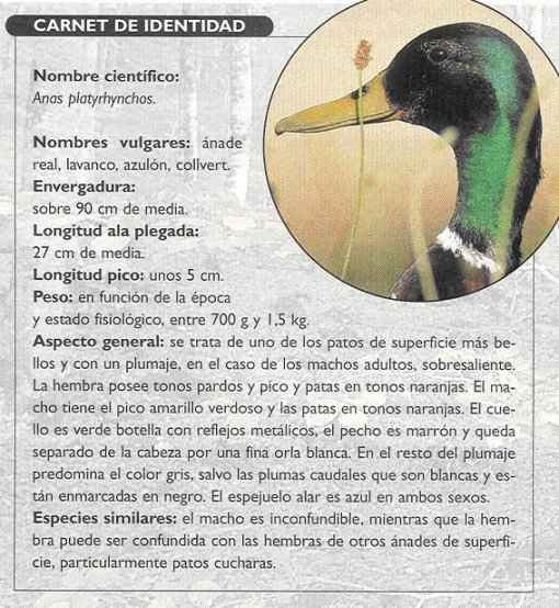 Ficha tcnica