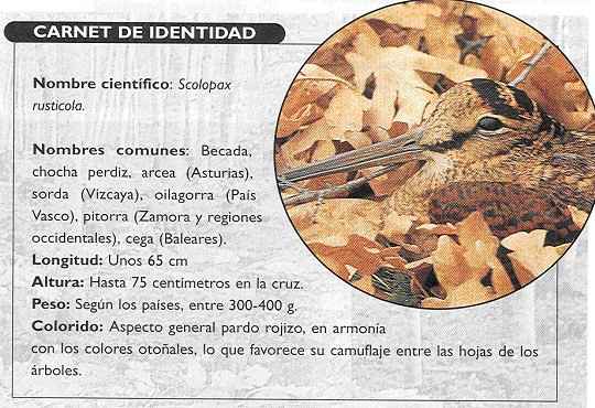 becada encamada