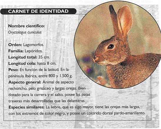 Ficha del conejo