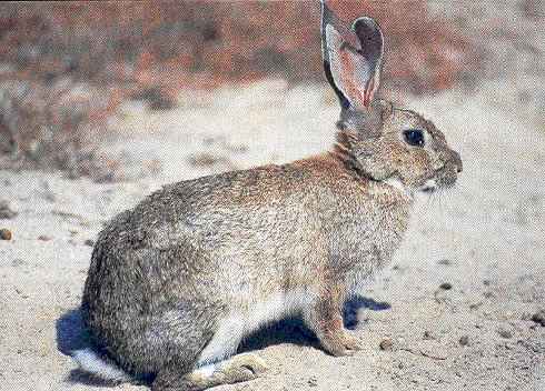 conejo