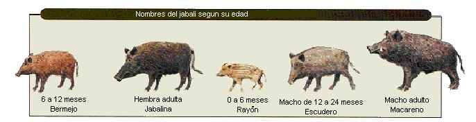 El pelaje que lucen los rayones les sirve para camuflase de los predadores