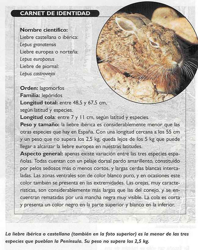 La liebre. Ficha