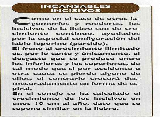 sus incisivos