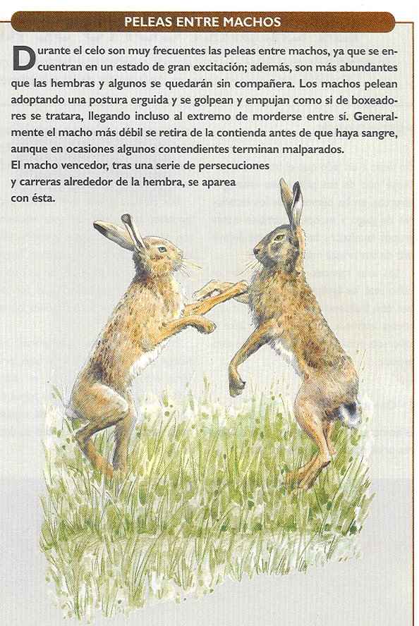 pelea de machos