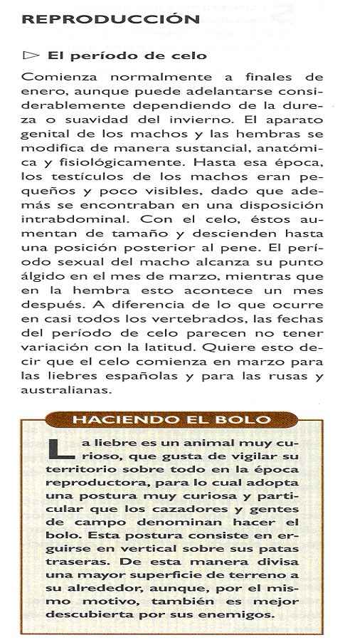 el celo