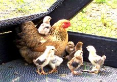 Gallina con sus polluelos