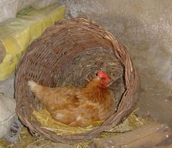 Cualquier sitio es bueno para poner un huevo y como dice el refrn: A la gallina y a la mujer, les sobran nidos para poner