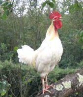 El gallo que es bueno, lo mismo canta en su corral que en el ajeno.