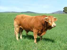 toro limousin