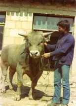 toro pardo