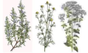 Ver plantas aromticas