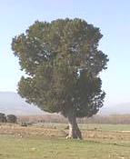 Ver Jabino