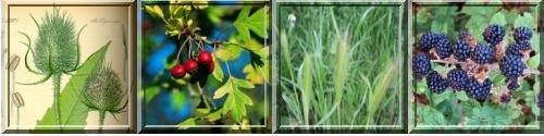 Ver otras plantas