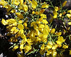 aliaga en flor