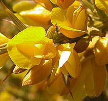 detalle flores