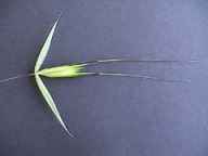 Inflorescencia en pancula. Espiguillas con 2-3 flores hermafroditas frtiles. Glumas 2, subiguales, ms largas que las flores.