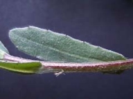 Hojas alternas, lanceoladas, enteras o irregularmente dentadas, las basales cortamente pecioladas, la caulinares ssiles y auriculadas.