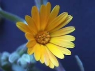 Captulos radiados, hetergamos, solitarios. Flores de la periferia hemiliguladas y femeninas, las del centro flosculosas y hermafroditas o funcionalmente masculinas. 