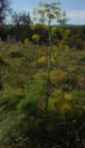 Planta