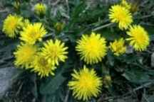 Planta y flores