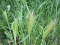 Agrandar