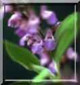 Salvia