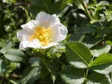 Detalle flor (rosa)