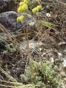 Uña de gato (clic para agrandar)