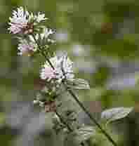 Ver detalle flores
