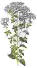 Ver detalle flores