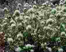 Ver detalle flores