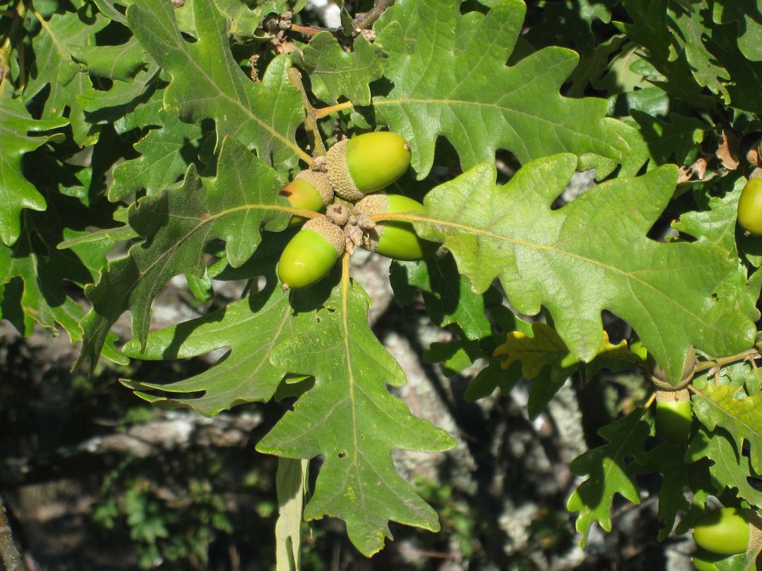 Bellotas