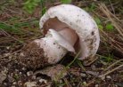 Boletus edulis