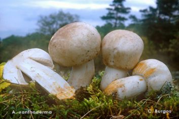 agaricus xanthoderma (txico)