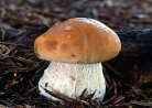 Boletus edulis