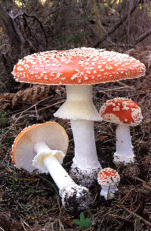 Amanita muscaria