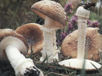 Amanita pantherina