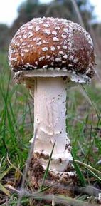Amanita pantherina