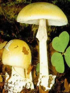 Amanita phalloides