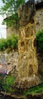 �rbol petrificado hace unos 120 millones de a�os (Hacinas)